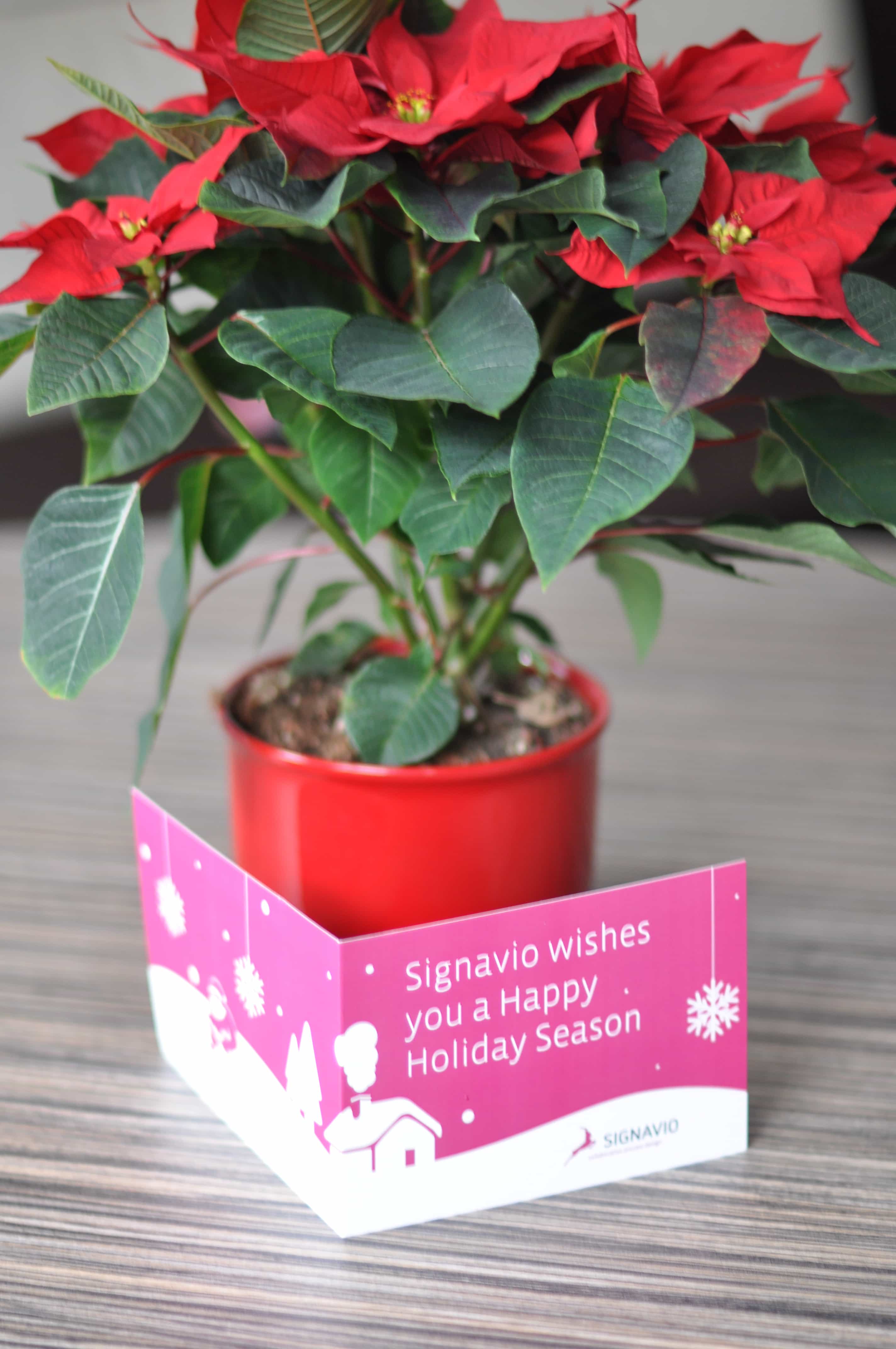 Merry Christmas from Signavio