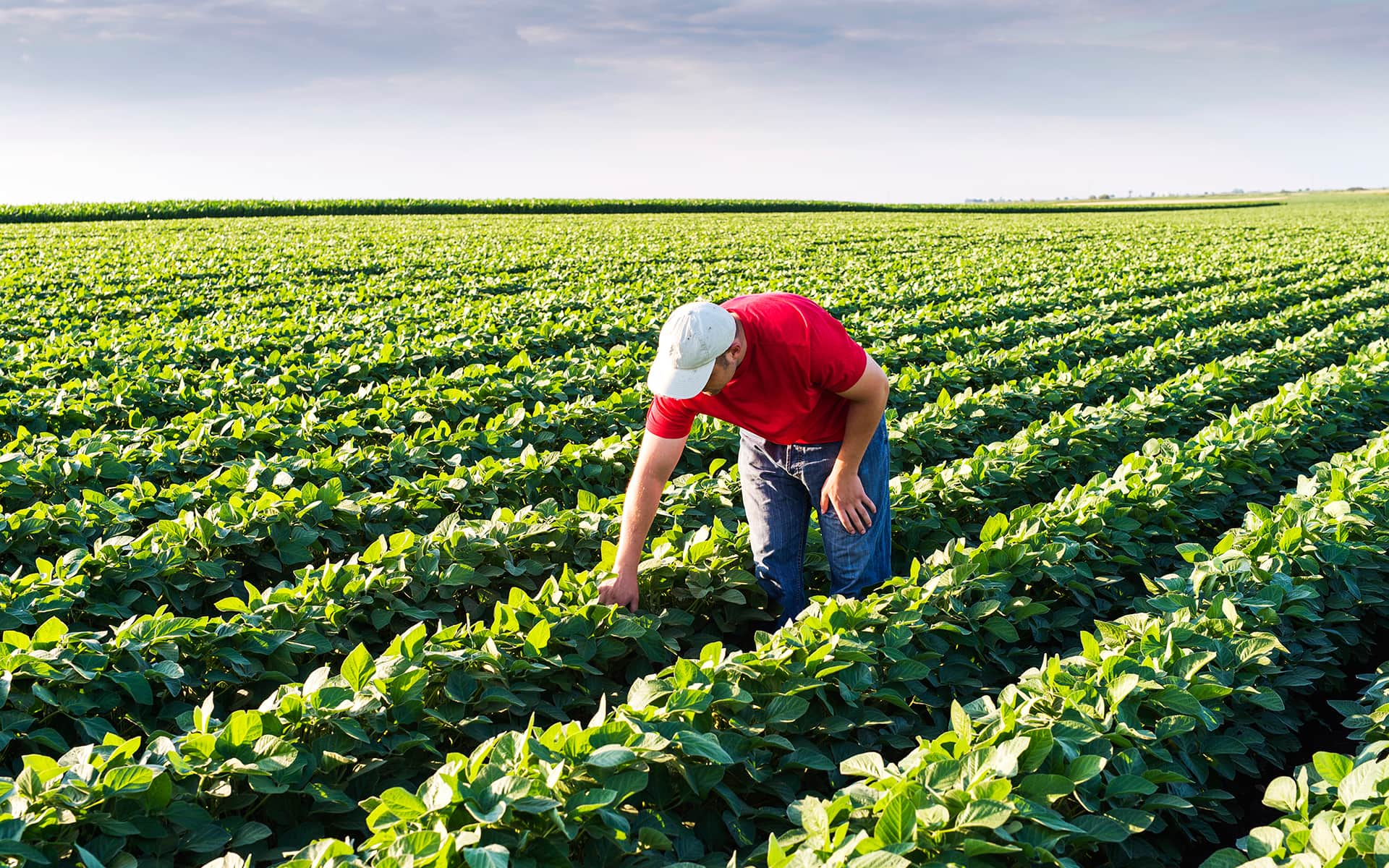 Agricultural crops. Фермерское хозяйство Растениеводство. Соя поле. Агрокультура. Растениеводство бобовые.